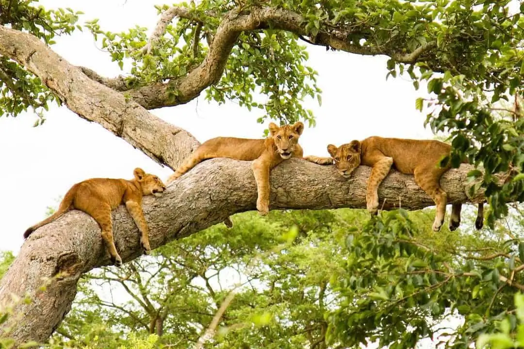 Safari